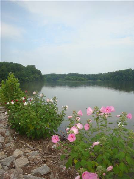 Lake Accotink Springfield VA Photo by Erol Sevin
